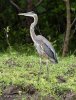 Amerikaanse blauwe reiger