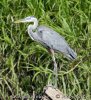 Amerikaanse blauwe reiger