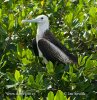 Amerikaanse fregatvogel