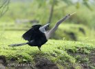 Amerikaanse slangenhalsvogel