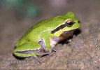 Anatolian Tree-Frog