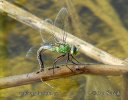 Anax imperator