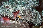 Anemone de mar