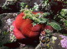 Anemone magnifica