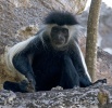 Angola Pied Colobus