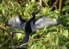 Anhinga d'Amérique