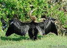 Anhinga melanogaster