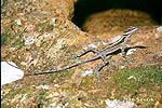 Anole