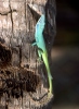 Anolis allisoni