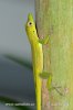 Anolis chlorocyanus