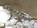 Anolis cybotes