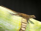 Anolis distichus