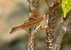 Anolis marron