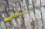 Anolis porcatus