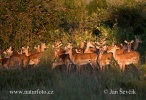 Antelope Impala