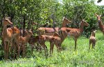 Antelope Impala