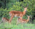 Antelope Impala