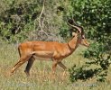 Antelope Impala