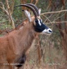 Antilope roana