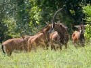 Antílope sable