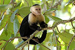 Apes Primates (Primates)