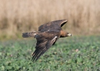 Aquila chrysaetos