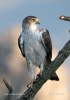 Aquila del Bonelli