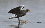 Aquila di mare di Steller