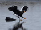 Aquila di mare di Steller