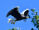 Aquila di mare di Steller