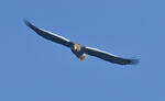 Aquila di mare di Steller