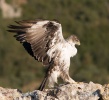 Aquila fasciata