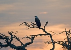 Aquila pescatrice panciabianca