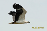 Aquila pescatrice panciabianca