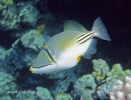 Arabian Picasso triggerfish