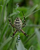 Araña avispa