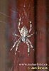 Araneus diadematus