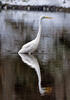 Ardea alba