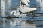 Ardea alba