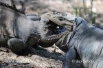 ashornleguan