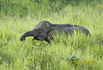 Asian Elephant