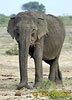 Asian Elephant