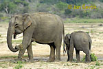 Asian Elephant