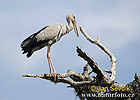 Asian Openbill