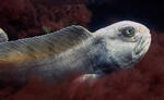 Atlantic Wolffish