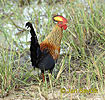 Ayam hutan Sri Lanka