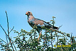 Azor-lagartijero Somalí