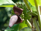 Banana plant