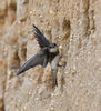 Bank Swallow