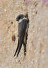 Bank Swallow